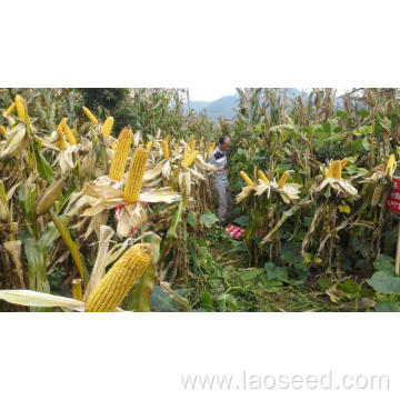 High Quality Yellow Maize Corn seed